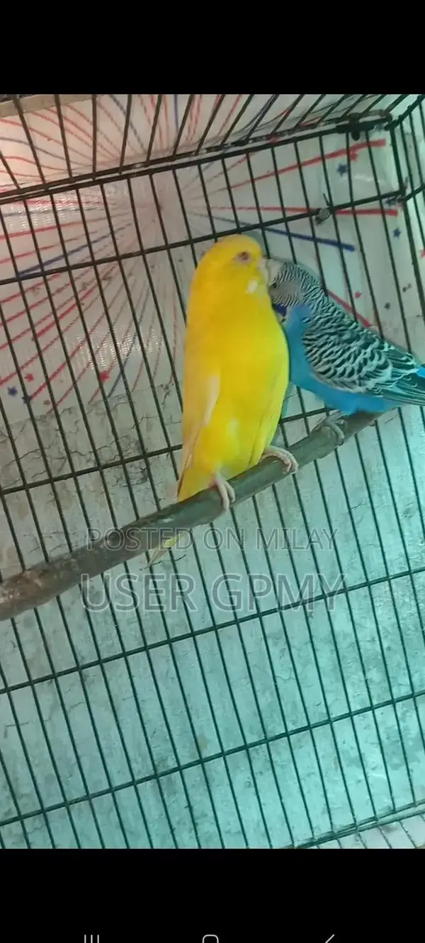 Full King Size Budgies Breeder Pair with Young Chicks
