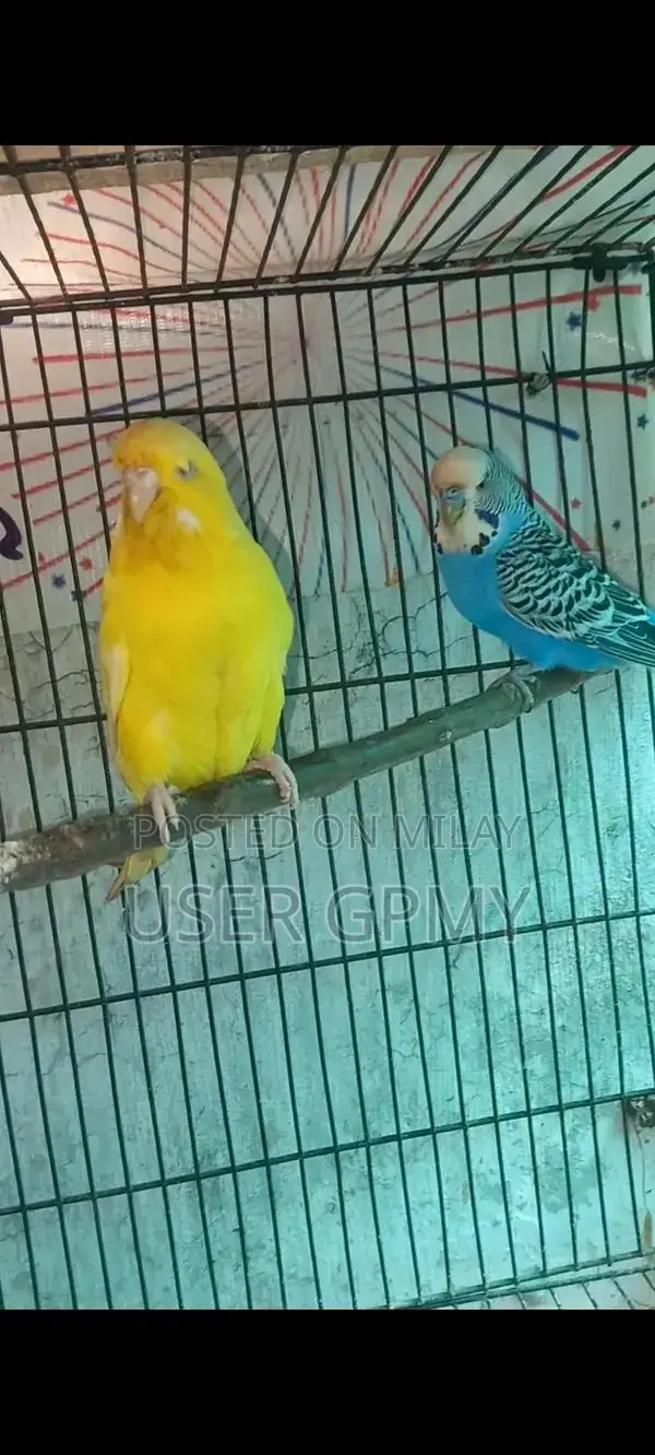 Full King Size Budgies Breeder Pair with Young Chicks