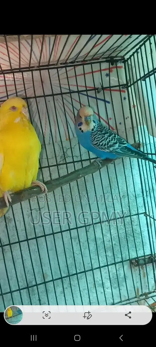 Full King Size Budgies Breeder Pair with Young Chicks