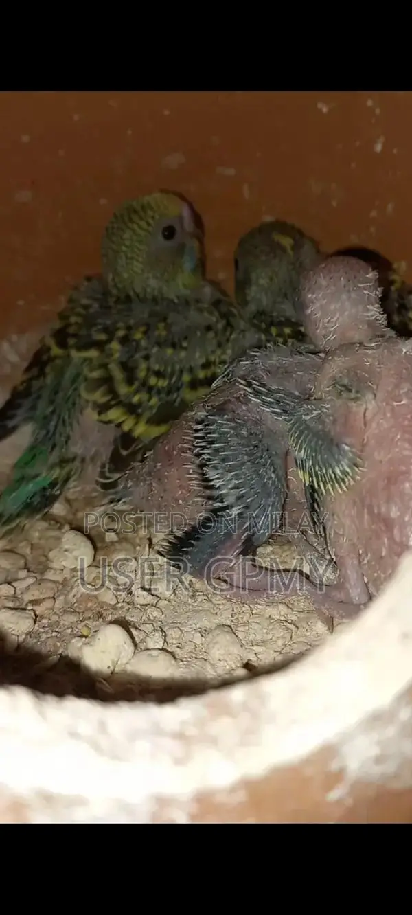 Full King Size Budgies Breeder Pair with Young Chicks