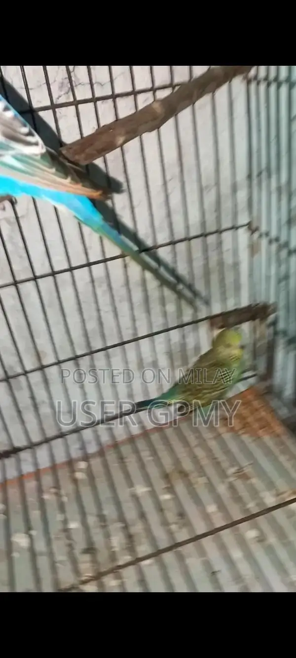 Full King Size Budgies Breeder Pair with Young Chicks
