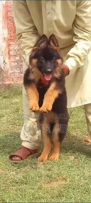 Photo - Long Coat German Shepherd Puppies - Active Family Companion