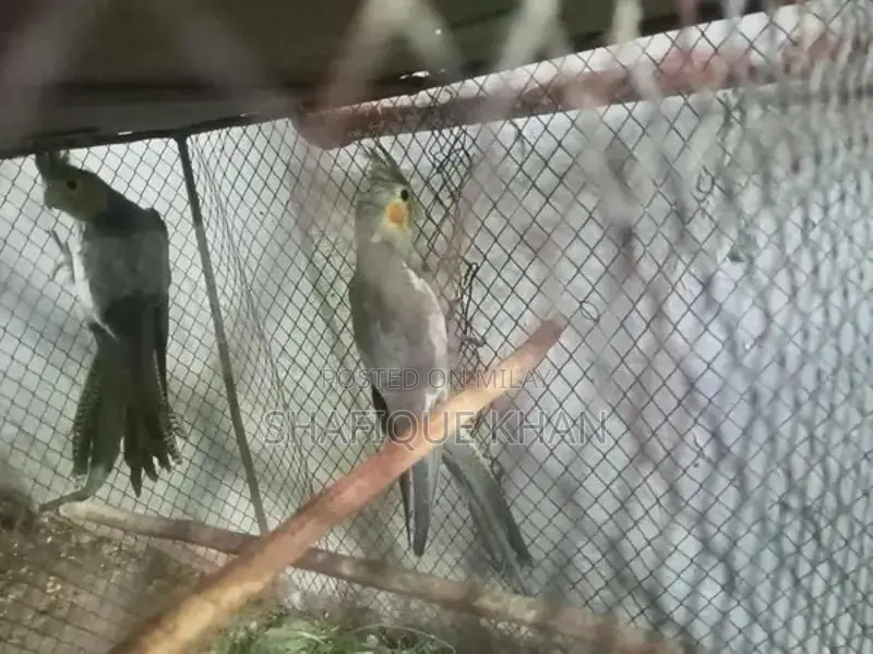 Cocktail Pathy Two-Piece Puppy Set - Young Companion