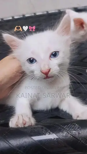 Photo - Adorable Kittens: Male and Female Companions Available