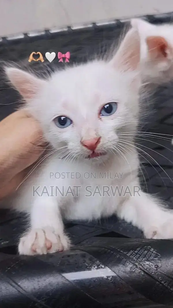 Adorable Kittens: Male and Female Companions Available