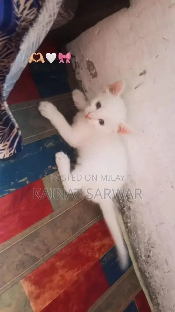 Adorable Kittens: Male and Female Companions Available