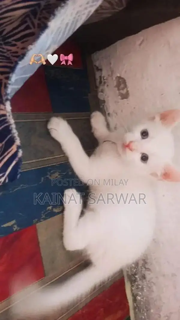 Adorable Kittens: Male and Female Companions Available