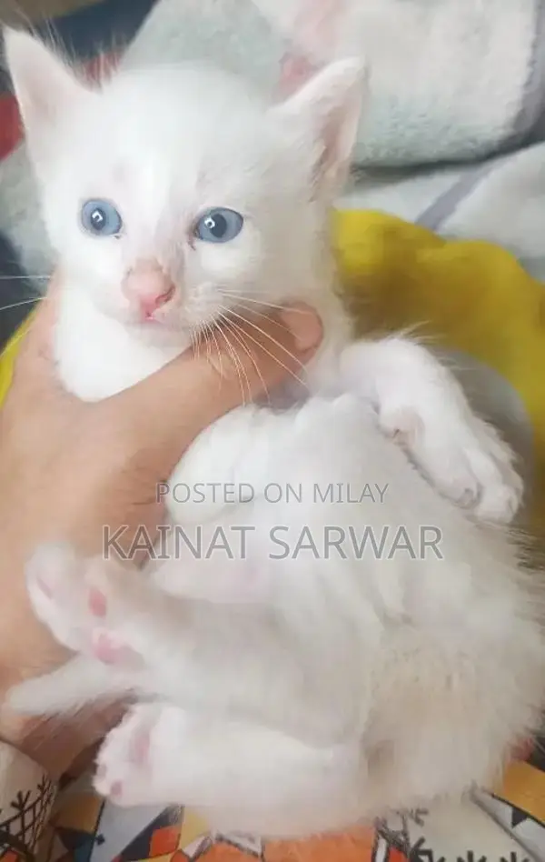 Adorable Kittens: Male and Female Companions Available