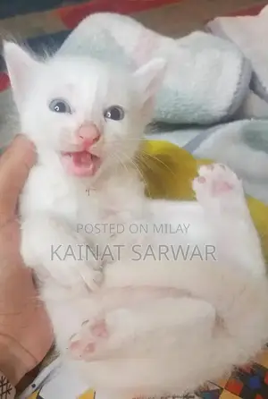 Adorable Kittens: Male and Female Companions Available