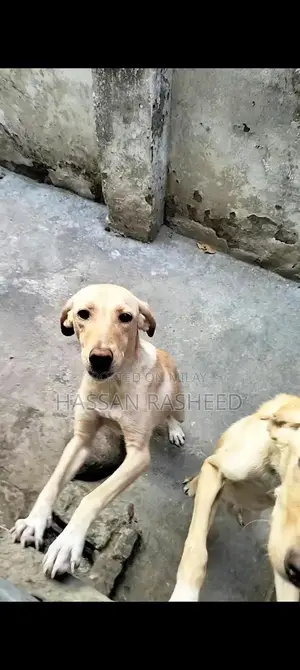 Photo - Labrador Puppies for Sale - Friendly Breed Pair