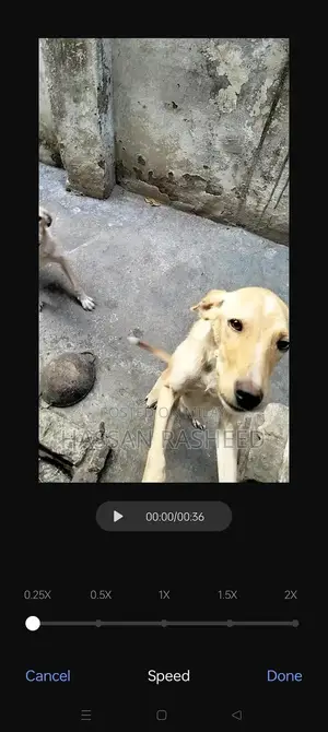 Labrador Puppies for Sale - Friendly Breed Pair