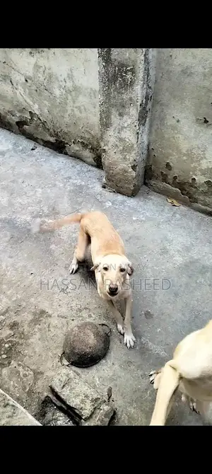 Labrador Puppies for Sale - Friendly Breed Pair