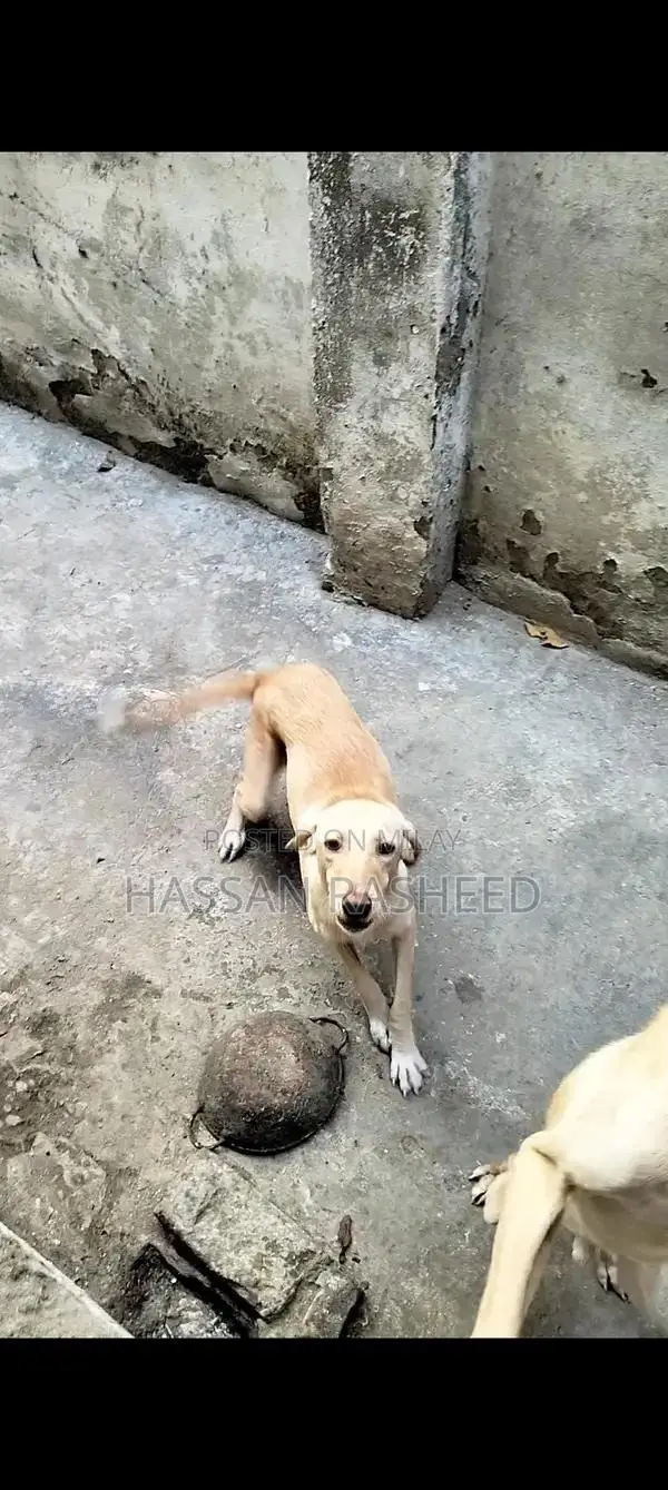 Labrador Puppies for Sale - Friendly Breed Pair