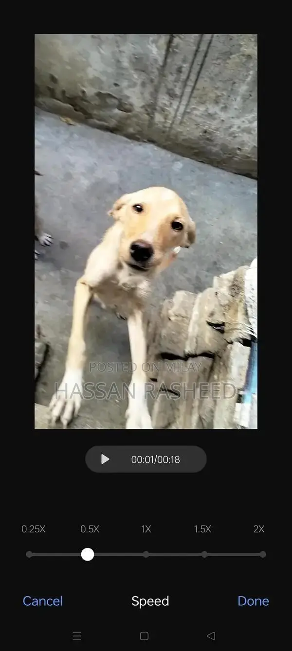 Labrador Puppies for Sale - Friendly Breed Pair