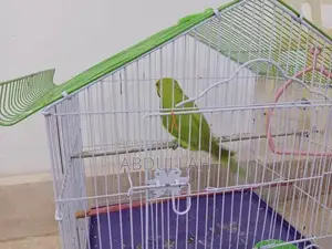 Decorative Pinjra and Tota Bird Cage Set