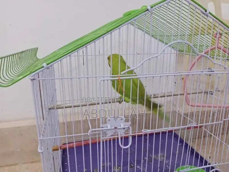 Decorative Pinjra and Tota Bird Cage Set