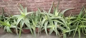 Photo - Aloe Vera and Snake Plant Set for Garden and Home Decor