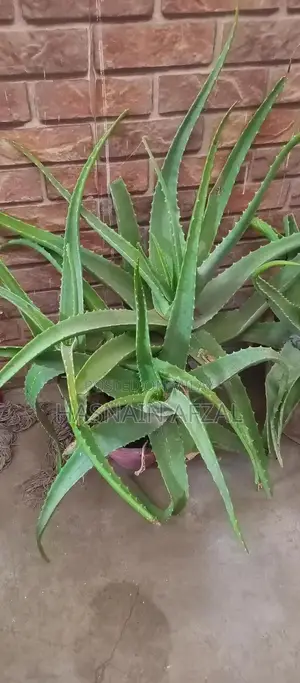 Aloe Vera and Snake Plant Set for Garden and Home Decor