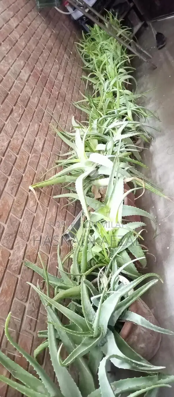 Aloe Vera and Snake Plant Set for Garden and Home Decor