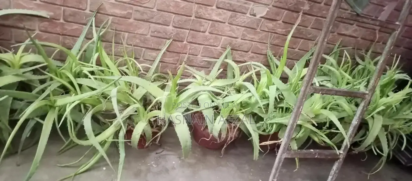 Aloe Vera and Snake Plant Set for Garden and Home Decor