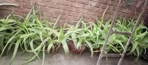 Aloe Vera and Snake Plant Set for Garden and Home Decor