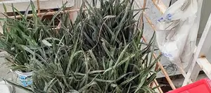 Aloe Vera and Snake Plant Set for Garden and Home Decor