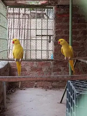 Photo - Yellow Ringneck Parrot - Vibrant, Intelligent Pet Bird