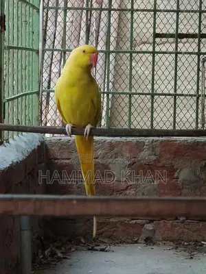 Yellow Ringneck Parrot - Vibrant, Intelligent Pet Bird