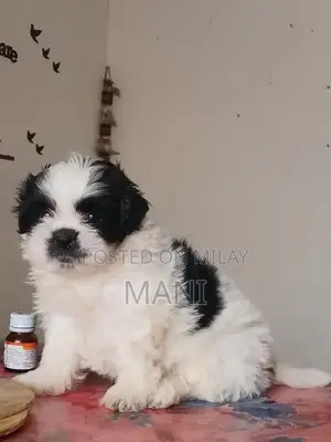 Photo - Purebred Shih Tzu Puppy - Female, 2.5 Months Old