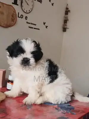 Purebred Shih Tzu Puppy - Female, 2.5 Months Old