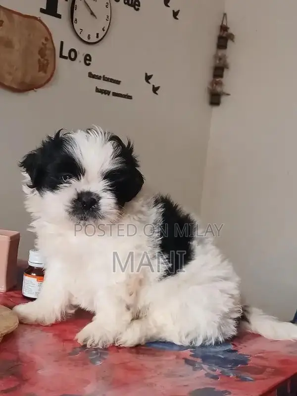 Purebred Shih Tzu Puppy - Female, 2.5 Months Old