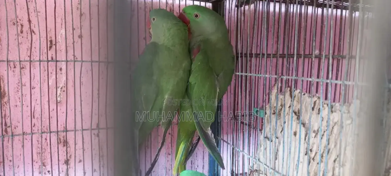 Hand-Tamed Row Parrots Breeding Pair