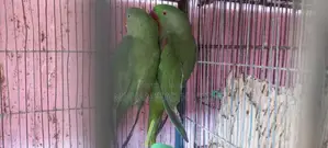 Photo - Hand-Tamed Row Parrots Breeding Pair