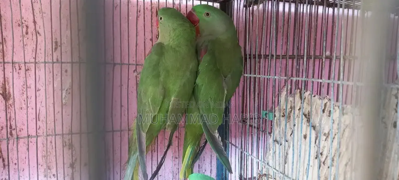 Hand-Tamed Row Parrots Breeding Pair