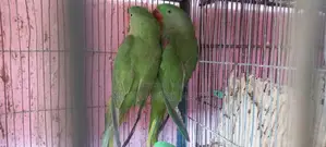 Hand-Tamed Row Parrots Breeding Pair