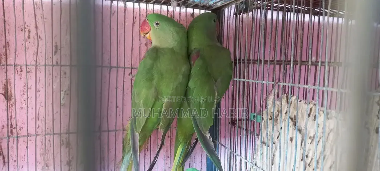 Hand-Tamed Row Parrots Breeding Pair