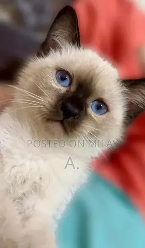 Photo - Siamese Female Kitten for Sale