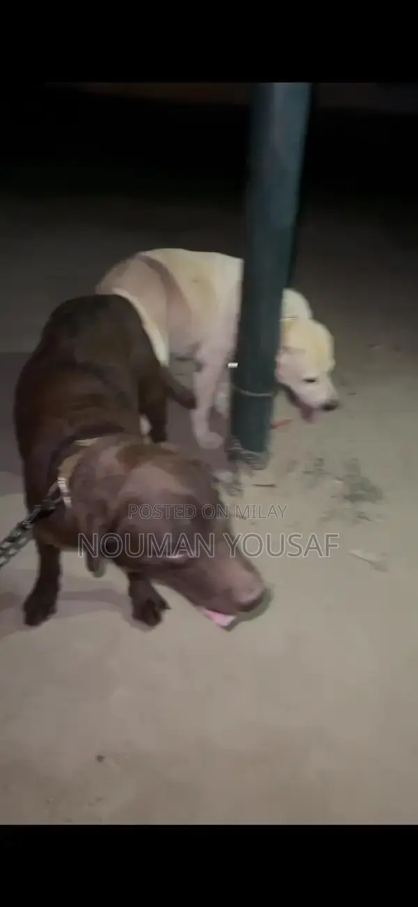 Trained 1-Year-Old Female British Labrador Retriever