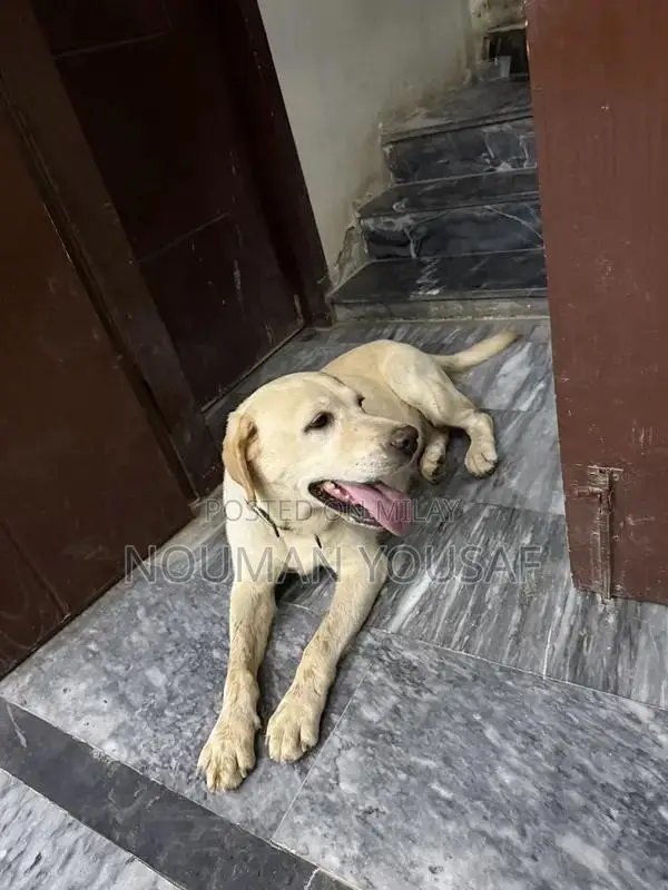 Trained 1-Year-Old Female British Labrador Retriever