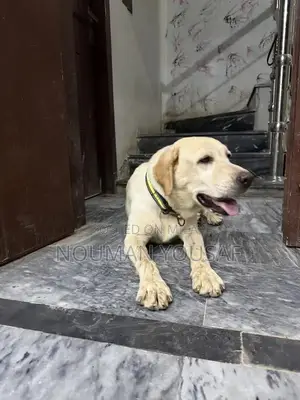 Trained 1-Year-Old Female British Labrador Retriever