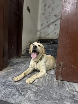 Trained 1-Year-Old Female British Labrador Retriever