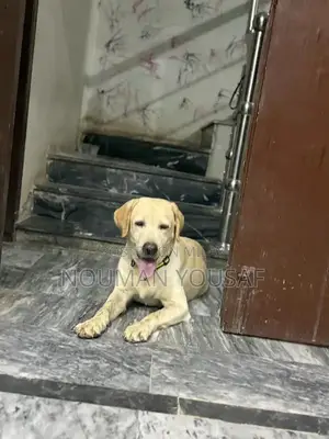 Trained 1-Year-Old Female British Labrador Retriever