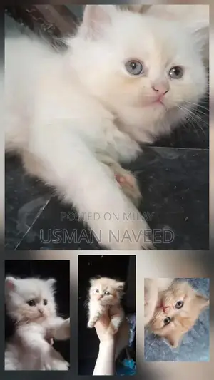 Photo - Persian Kitten - Punch Face Triple Coat Short Ear Breed