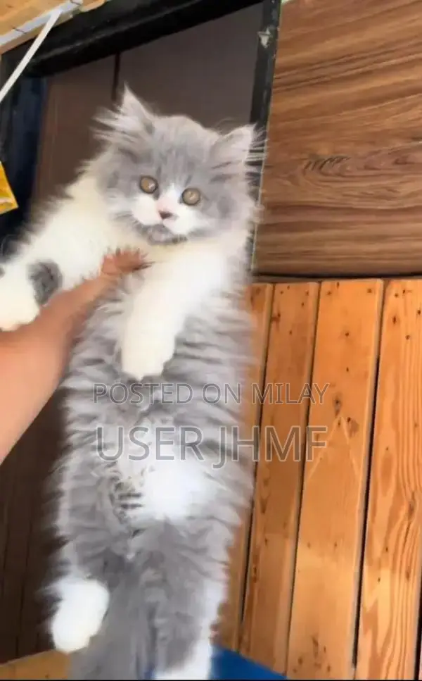 Persian  british punch face piki  kitten's WhatsApp