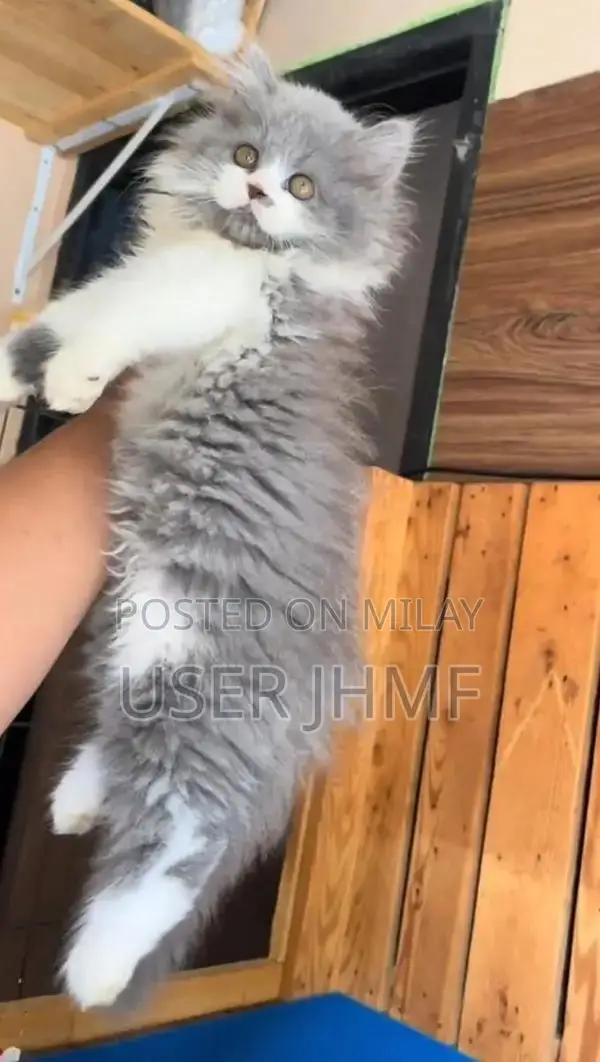 Persian  british punch face piki  kitten's WhatsApp