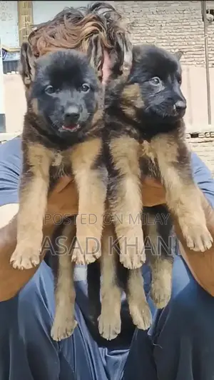 Photo - Pedigree German Shepherd Puppies - Intelligent and Loyal Companions