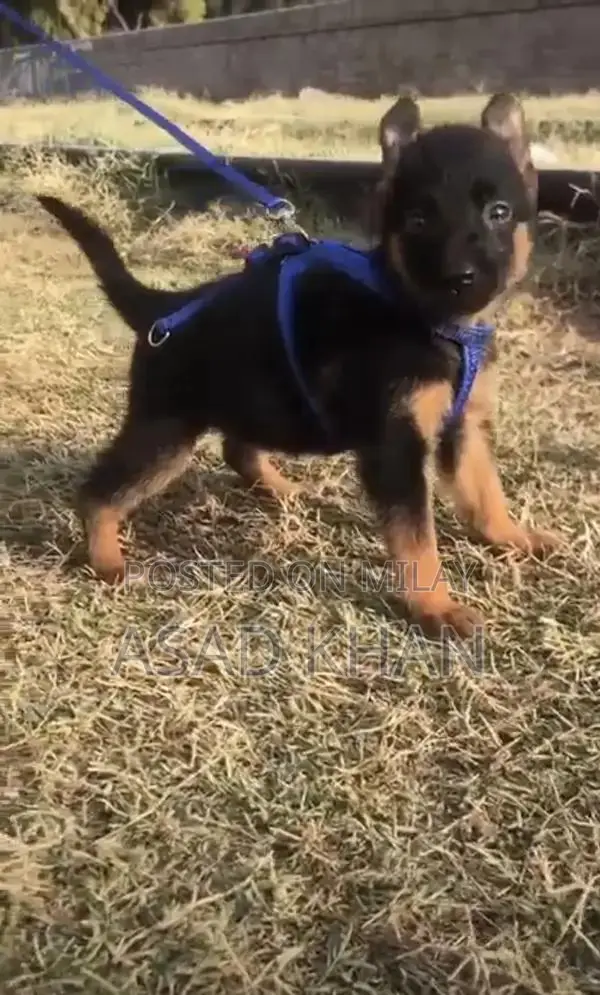 Pedigree German Shepherd Puppies - Intelligent and Loyal Companions