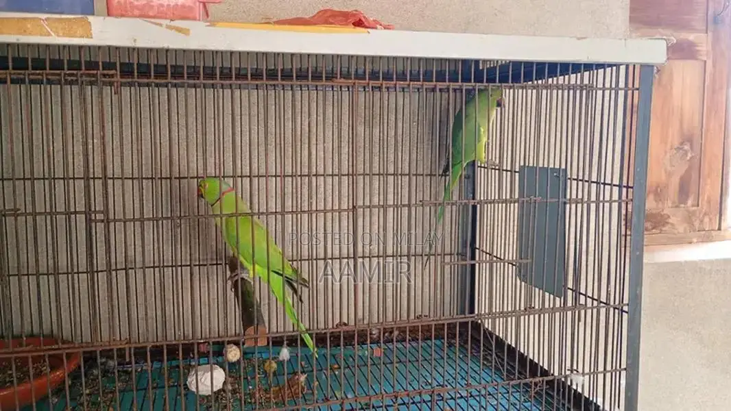 Urgent Sale Item Available Now