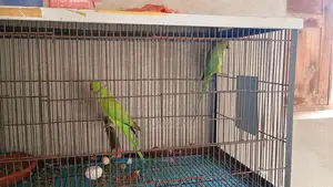 Photo - Urgent Sale Item Available Now