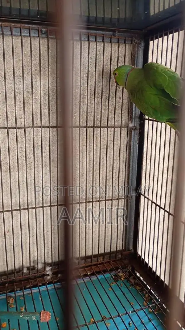 Urgent Sale Item Available Now